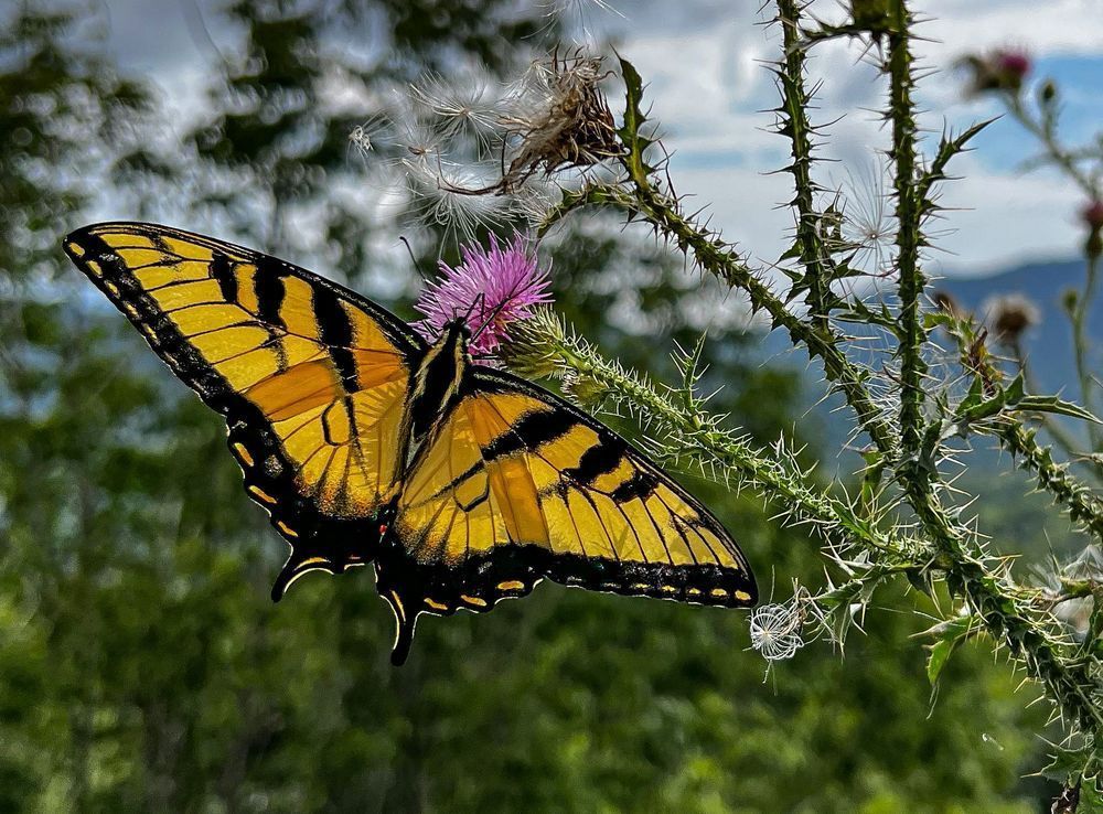 A Monarch Butterfly Photography Art | stuartPhoto