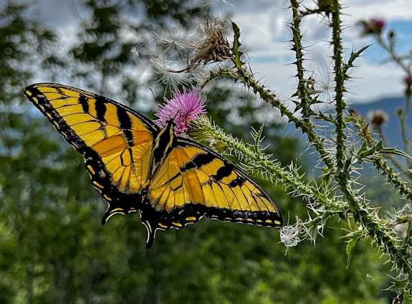 A Monarch Butterfly Photography Art | stuartPhoto