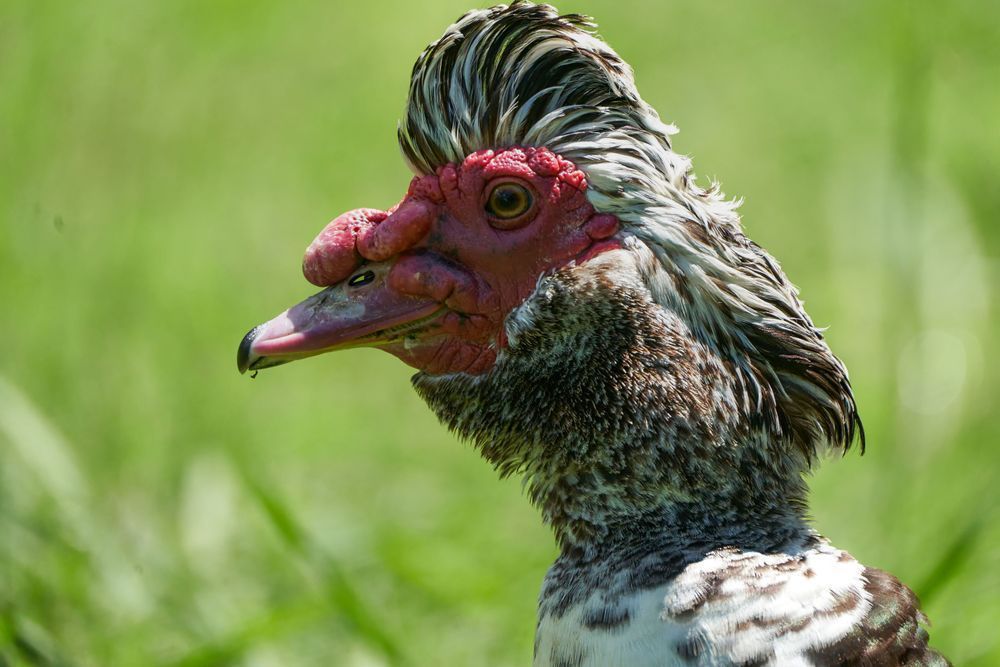 A Mohwak Muscovy Duck Photography Art | stuartPhoto