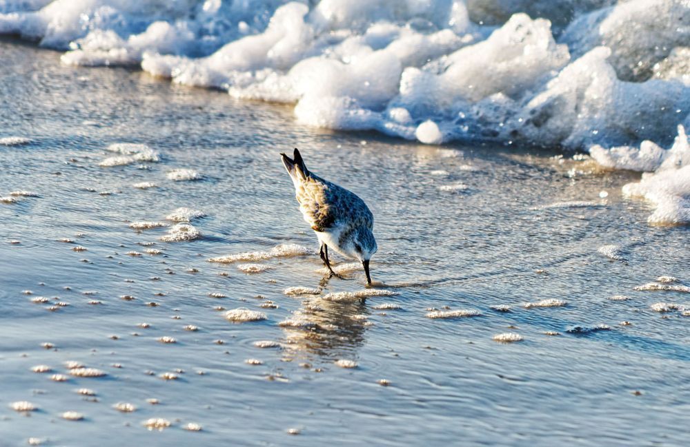Sanderling Shorebird Photograph — Coastal Seascape