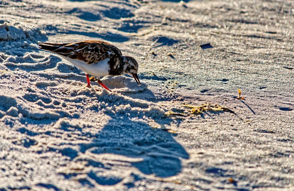 Sandy Forager — Ruddy Turnstone Beach Photograph