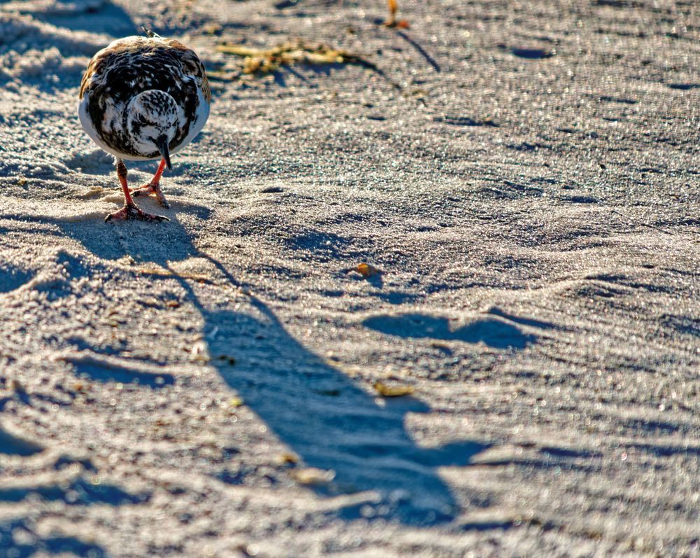 The Ruddy Turnstone And Its Shadow Photography Art | stuartPhoto