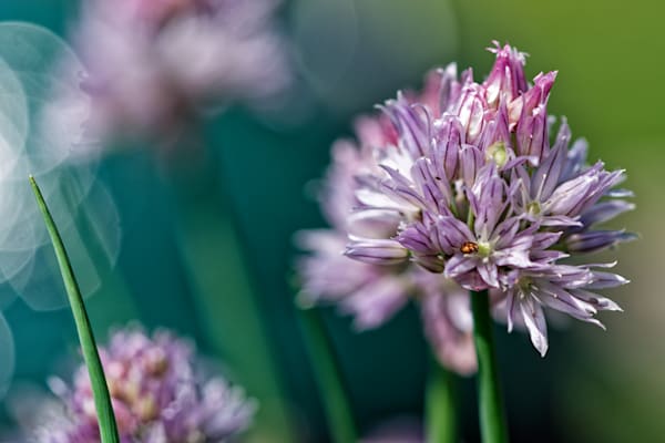 Bokeh &amp; Breath — Chive Macro Photography Fine Art Print