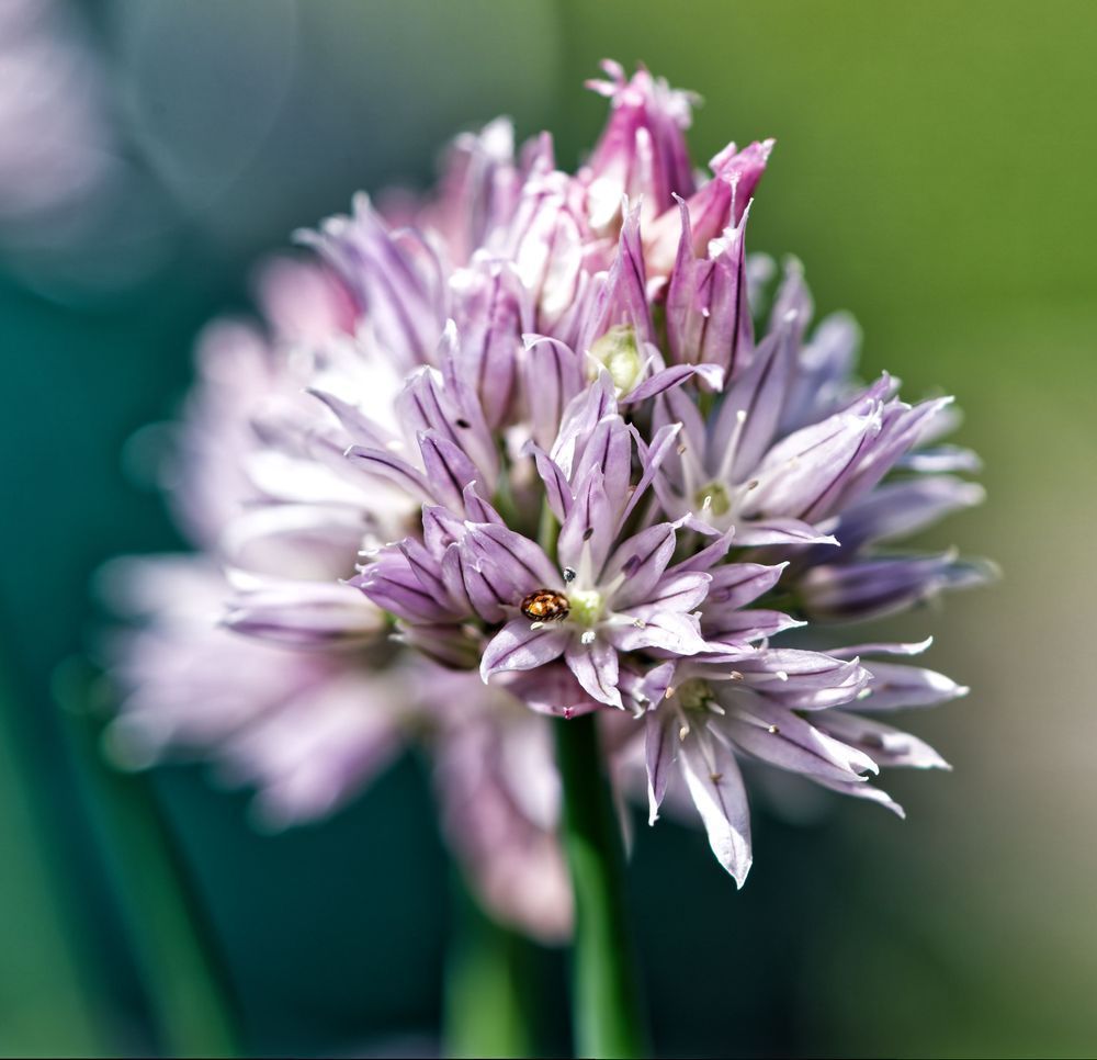 Softly Unfurling: Chive Bloom Macro Photo Print