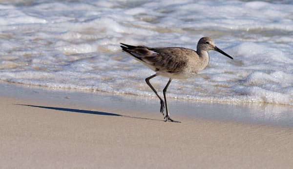 Morning Willet - Beach Wildlife Photograph