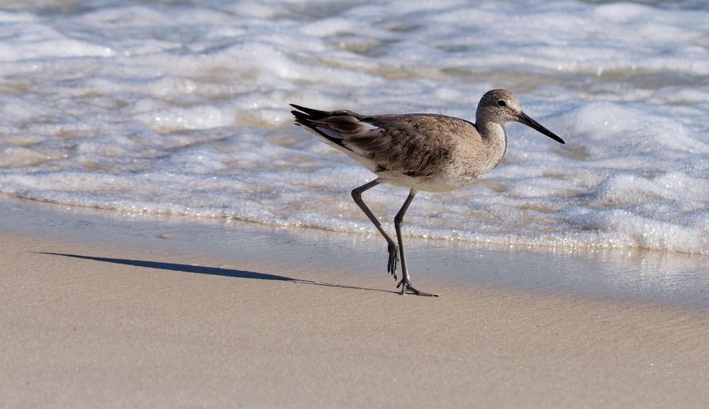Morning Willet - Beach Wildlife Photograph