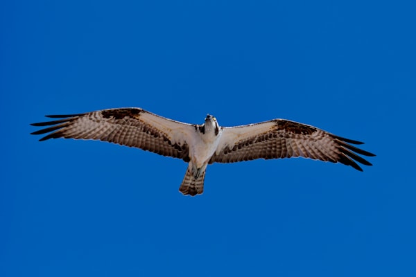 The Osprey Photography Art | stuartPhoto