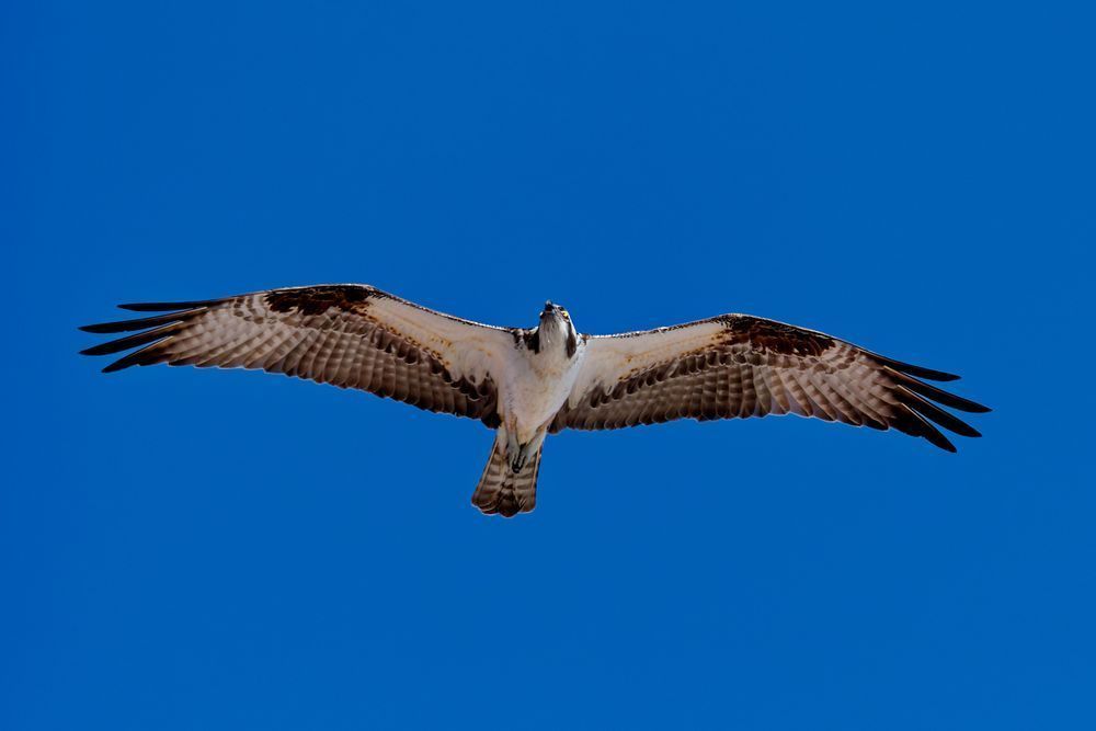 The Osprey Photography Art | stuartPhoto