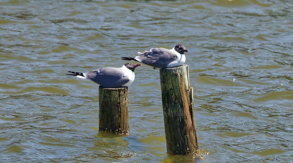 Two Black Headed Gulls Photography Art | stuartPhoto