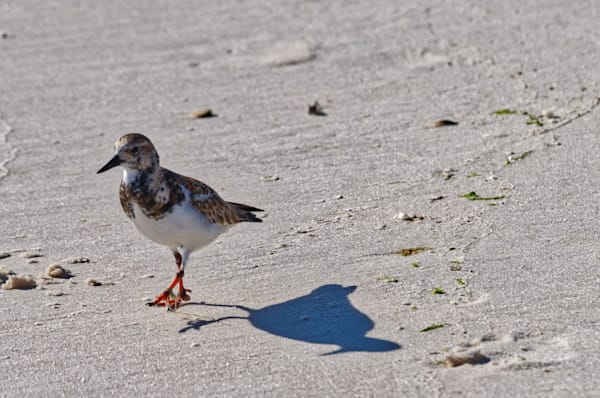 Shadow Steps - Fine Art Shorebird Photography Print