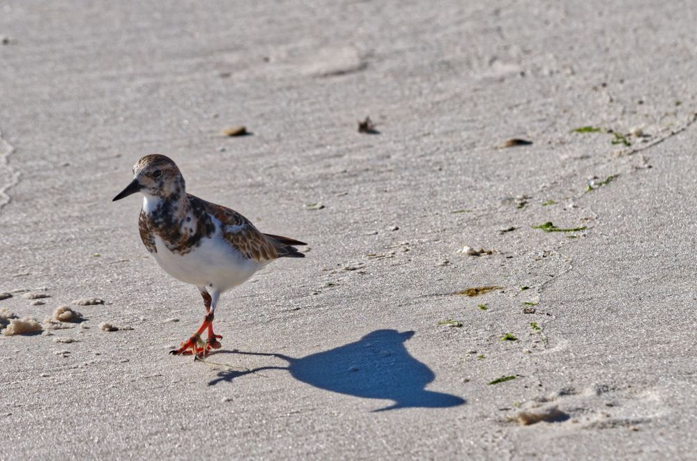Shadow Steps - Fine Art Shorebird Photography Print