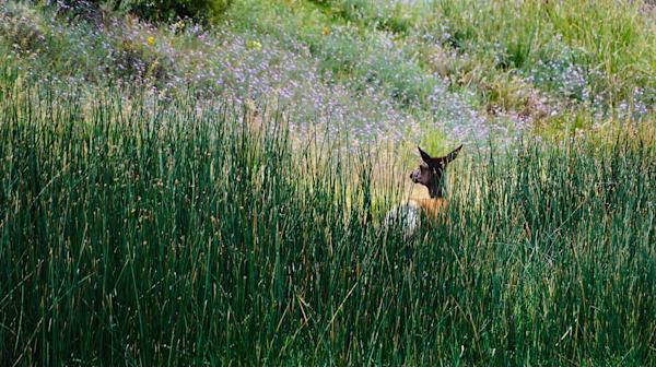 Elk in The Grass — Fine Wildlife Photography Print