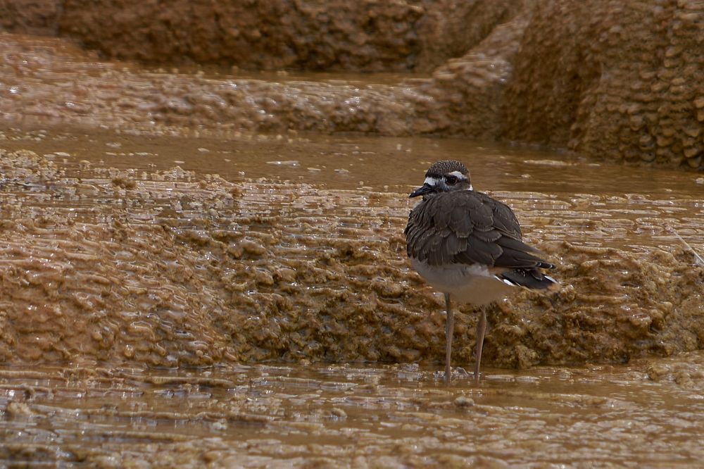Killdeer At Mammoth Hot Springs Yellowstone Photography Art | stuartPhoto