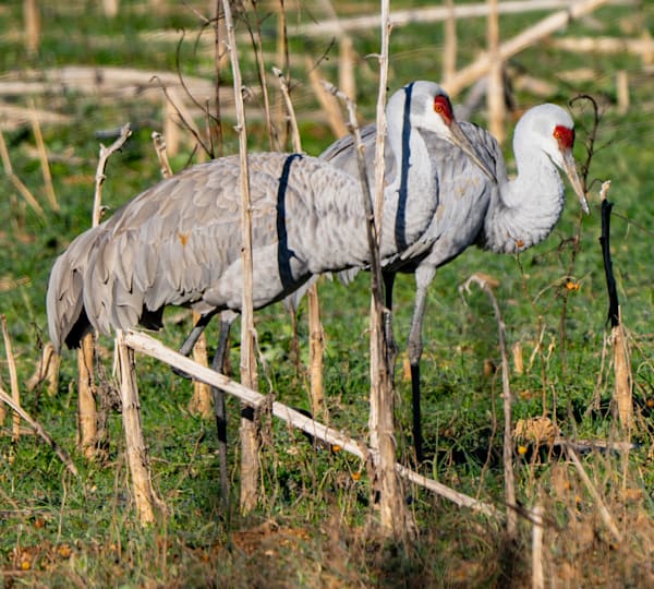 Sandhill Cranes Photograph — Wildlife 