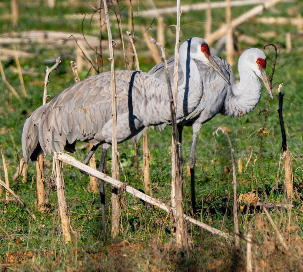 Sandhill Cranes Photograph — Wildlife 