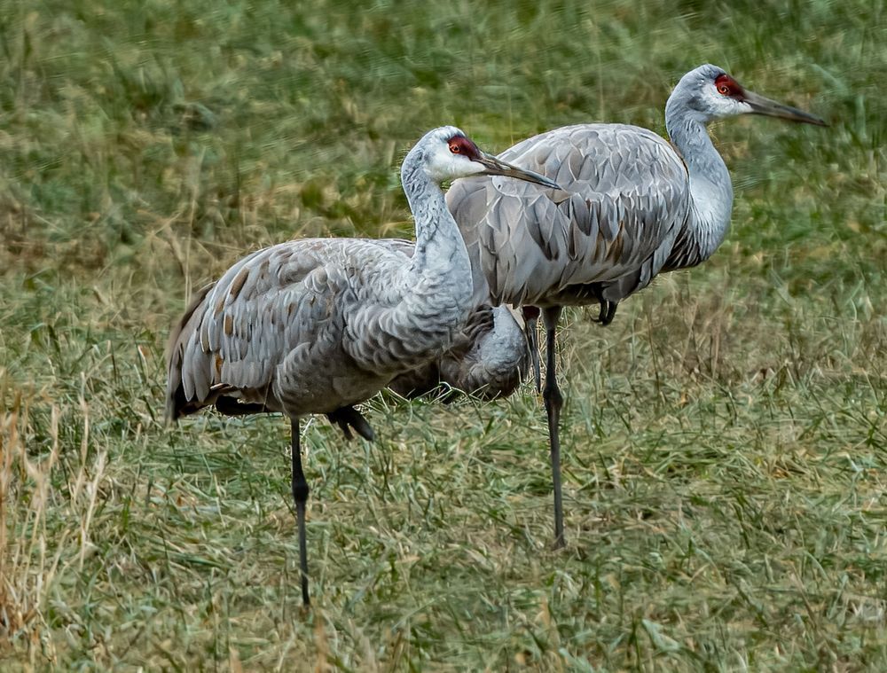 Pogo Sandhill Cranes Photography Art | stuartPhoto