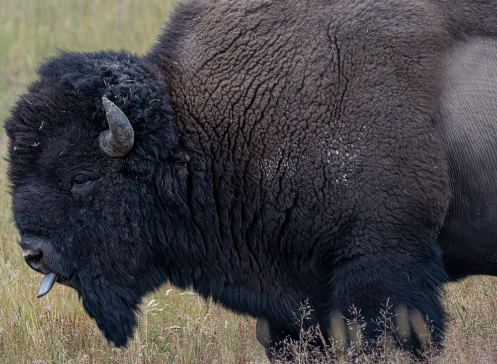 Tongue Out Bison Photography Art | stuartPhoto