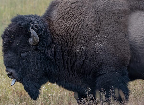 Tongue Out Bison Photography Art | stuartPhoto