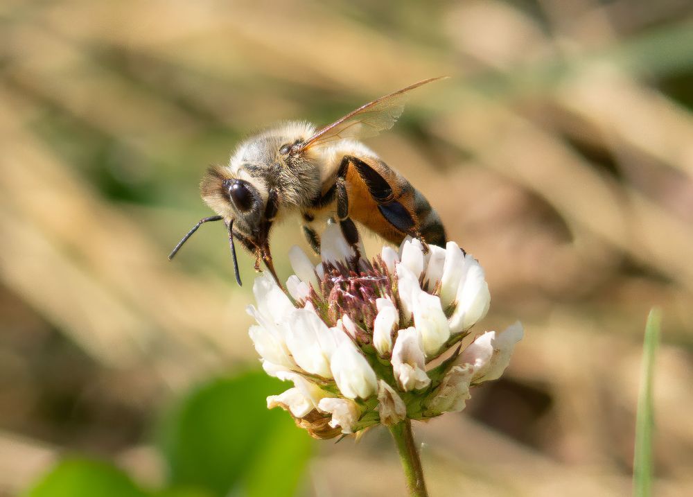 The Magnificent Bee Photography Art | stuartPhoto