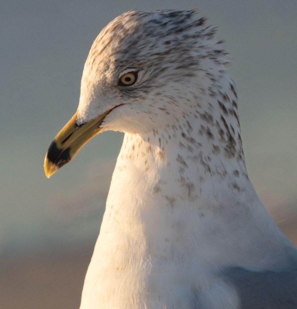The King Of The Seagulls Photography Art | stuartPhoto
