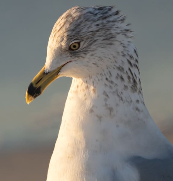 The King Of The Seagulls Photography Art | stuartPhoto