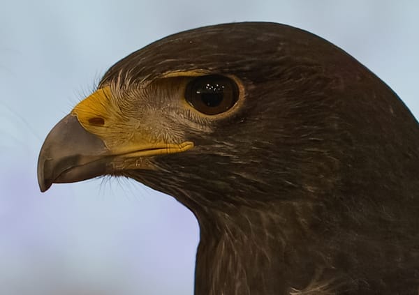 The Harris Hawk Photography Art | stuartPhoto