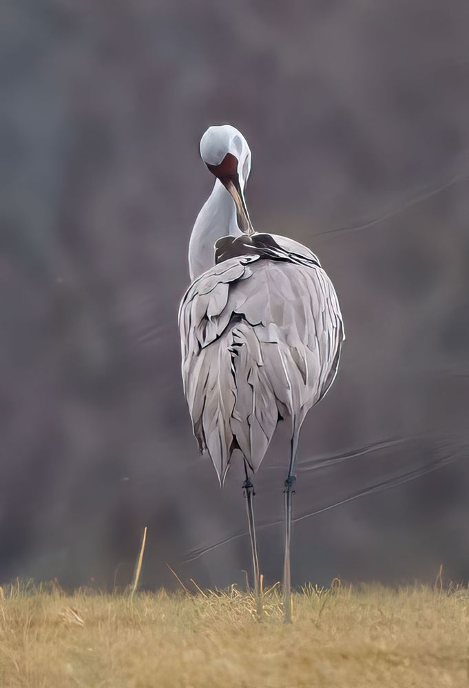 A Moment Of Quiet: Sandhill Crane In Mid Preen Photography Art | stuartPhoto