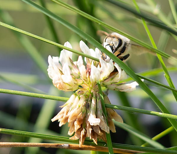 The Flower Dancing Bee Photography Art | stuartPhoto
