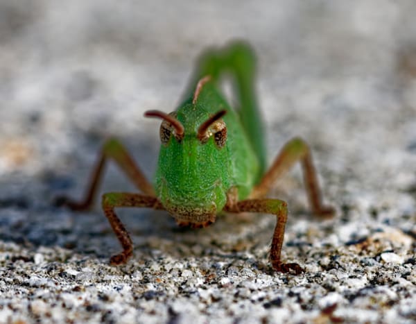 The Grasshopper Nymph Stare Photography Art | stuartPhoto