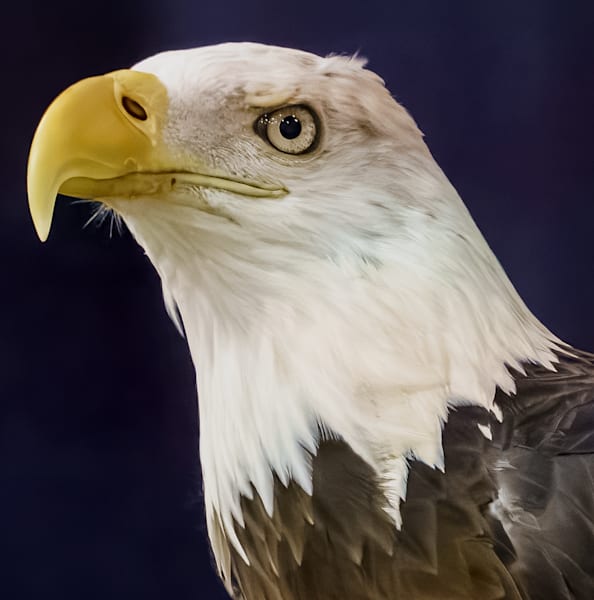 The American Bald Eagloe Photography Art | stuartPhoto