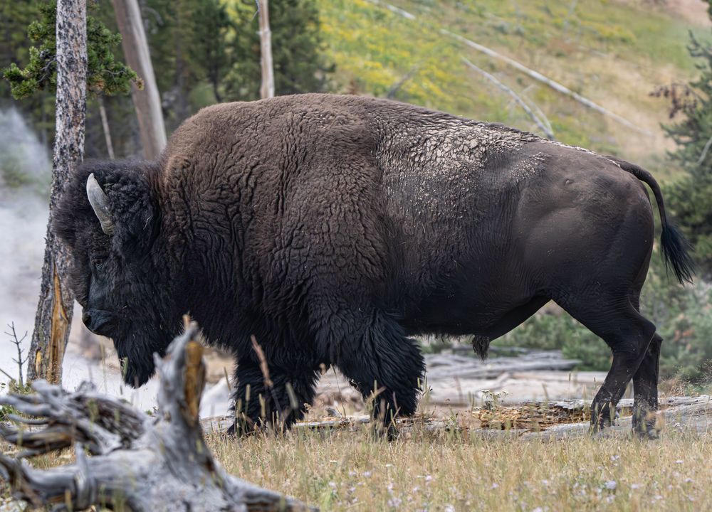 Echos of Yellowstone — Bison Wildlife Photograph Print
