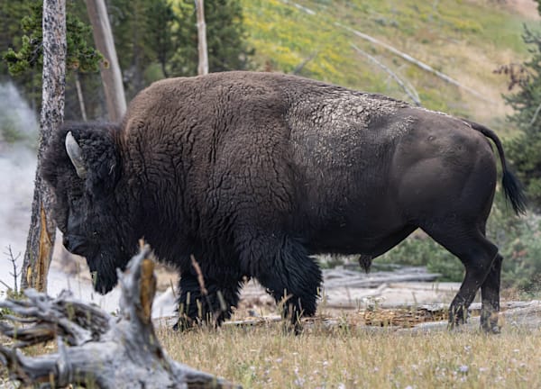 Echos of Yellowstone — Bison Wildlife Photograph Print