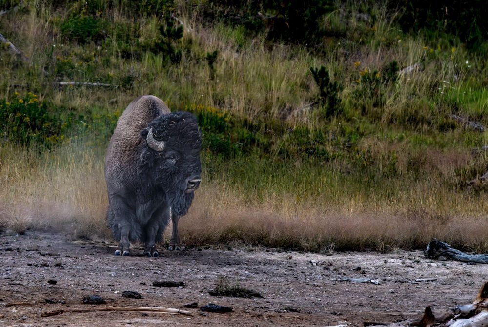 Solitary Bison — Yellowstone Wildlife Photo Print