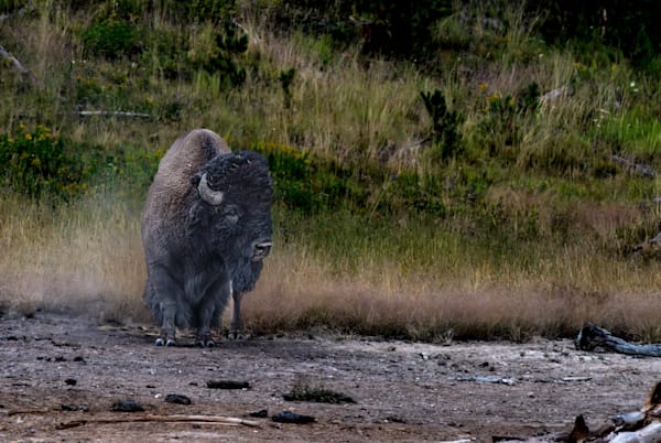 Solitary Bison — Yellowstone Wildlife Photo Print