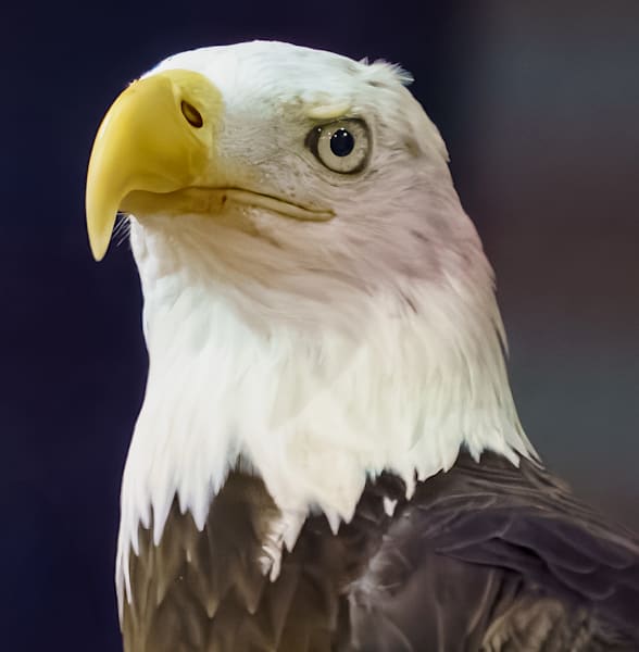 The Bald Eagle Stare Photography Art | stuartPhoto