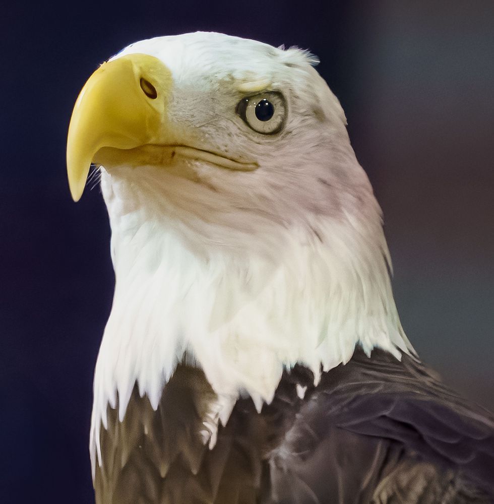 The Bald Eagle Stare Photography Art | stuartPhoto