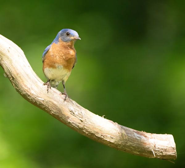 Perched Bluebird - Wildlife Photo Print 