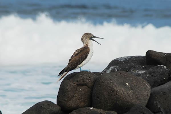 The Blue Footed Booby Photography Art | stuartPhoto