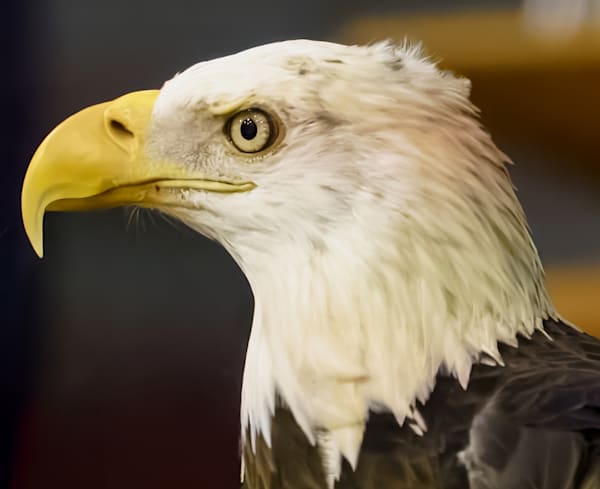 The Regal Bald Eagle Photography Art | stuartPhoto