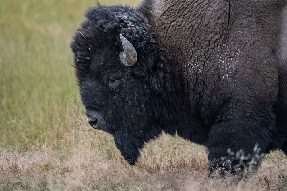 The Roaming Bison In Yellowstone Photography Art | stuartPhoto