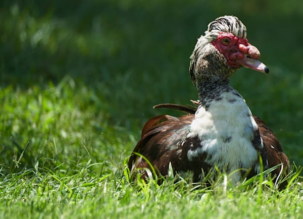 The Sunbathing Muscovy Duck Photography Art | stuartPhoto