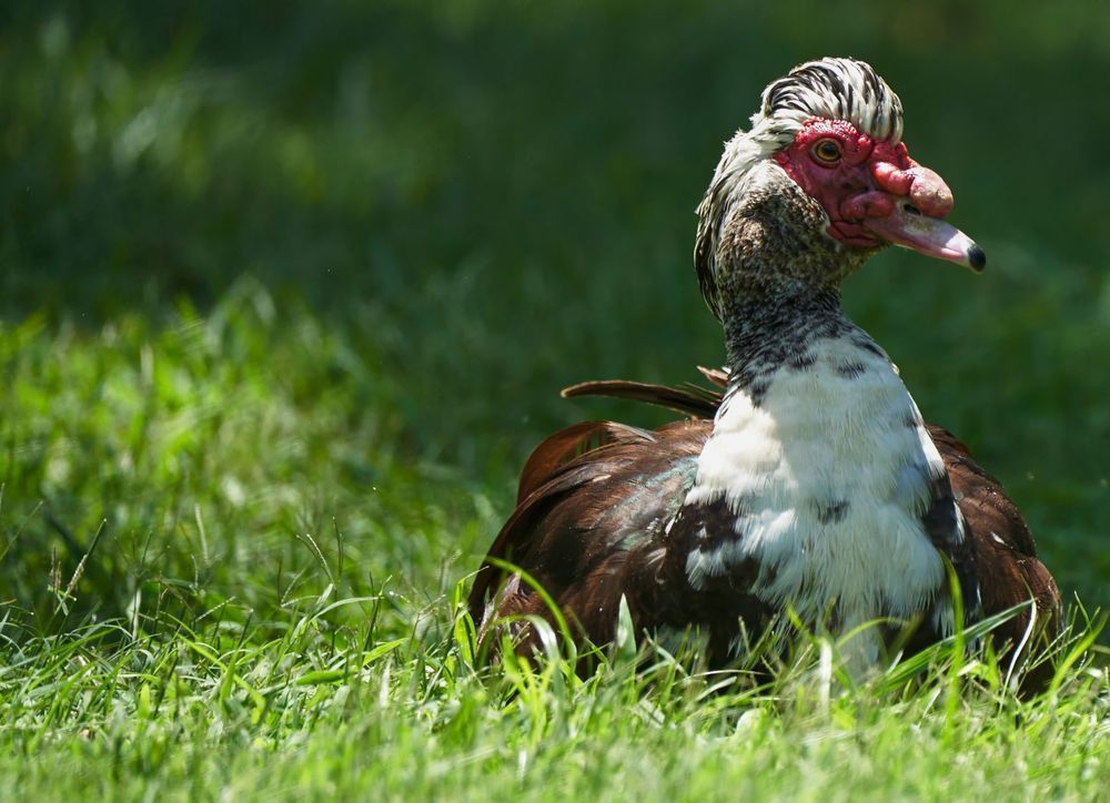 The Sunbathing Muscovy Duck Photography Art | stuartPhoto
