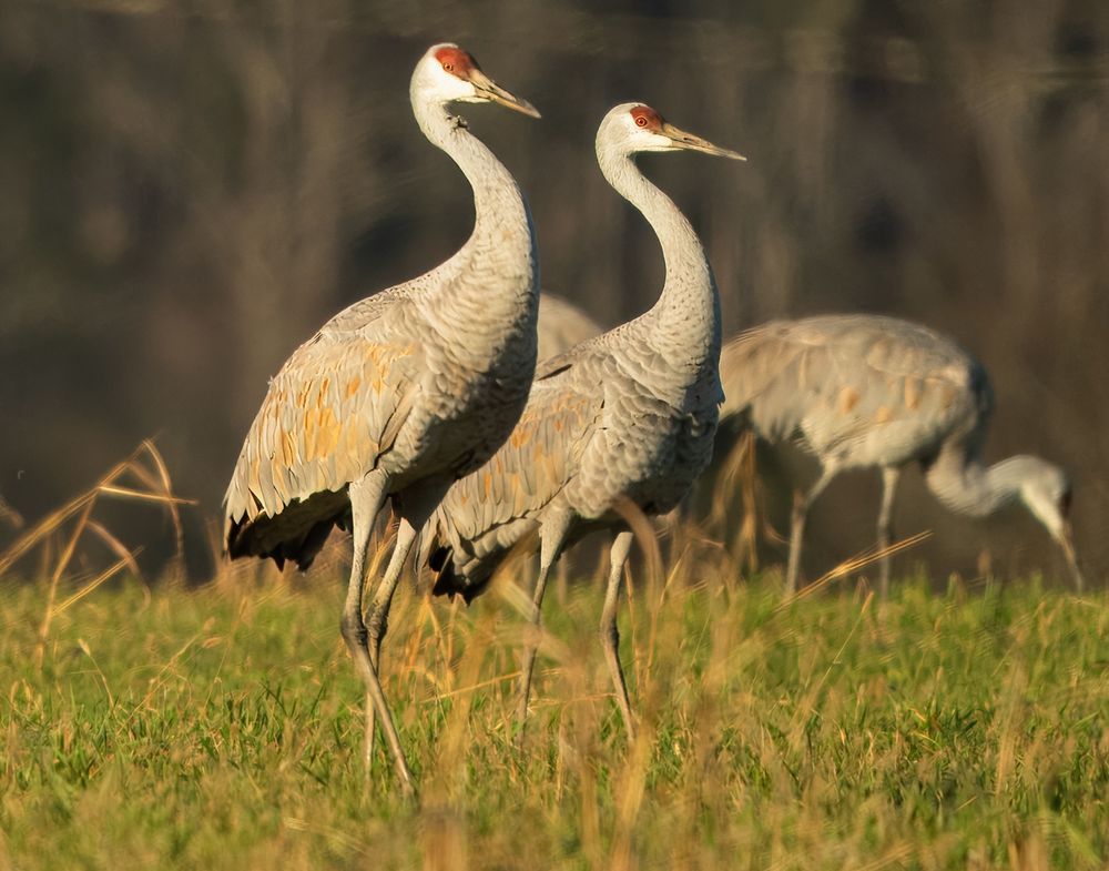 The Proud Sandhill Crane Photography Art | stuartPhoto