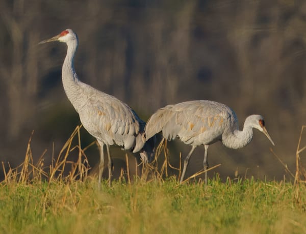The Perfect Sandhill Crane Photography Art | stuartPhoto
