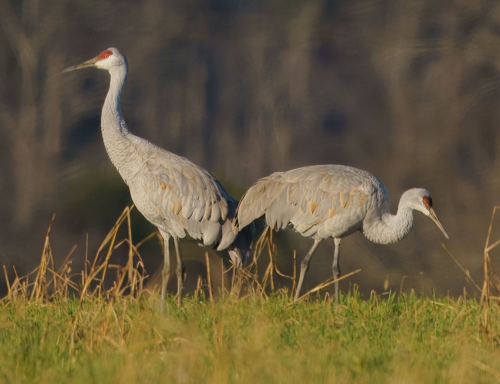 The Perfect Sandhill Crane Photography Art | stuartPhoto