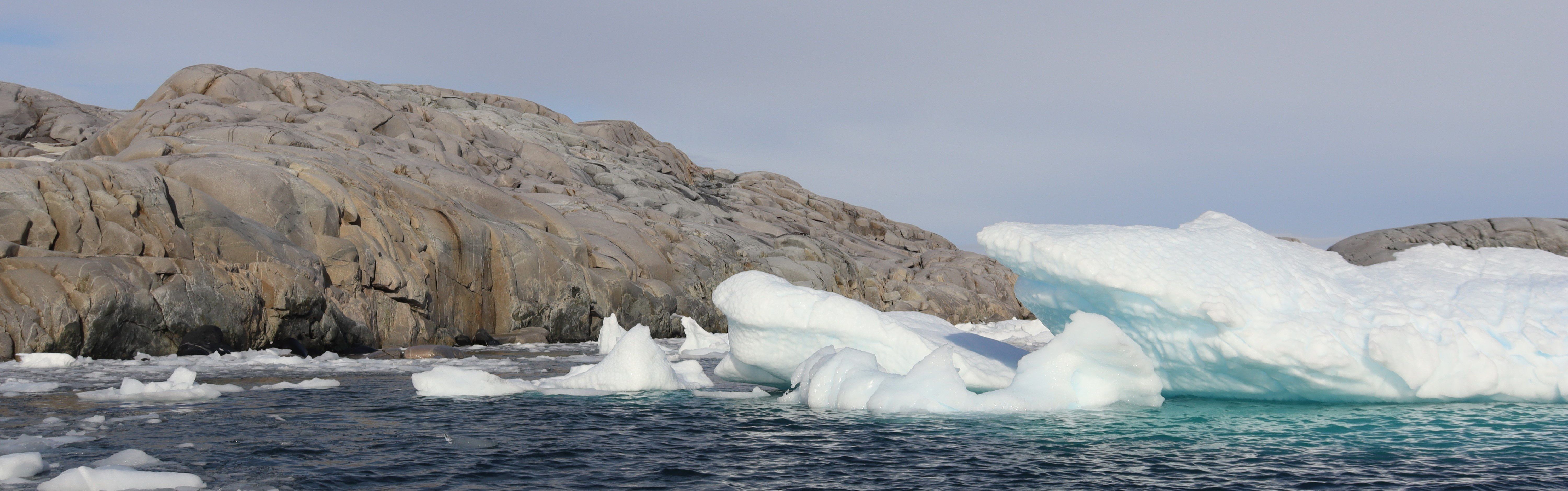 
        <div class='title'>
          Antartica Brown And White Liz Bryant
        </div>
       