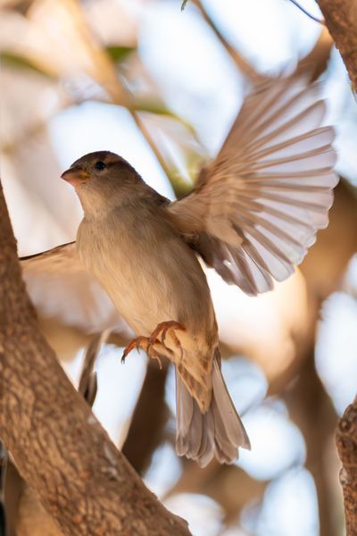 Fleeting Flock