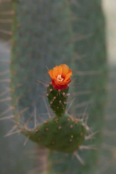 Arizona Desert