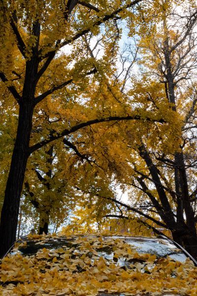 Ginko Street