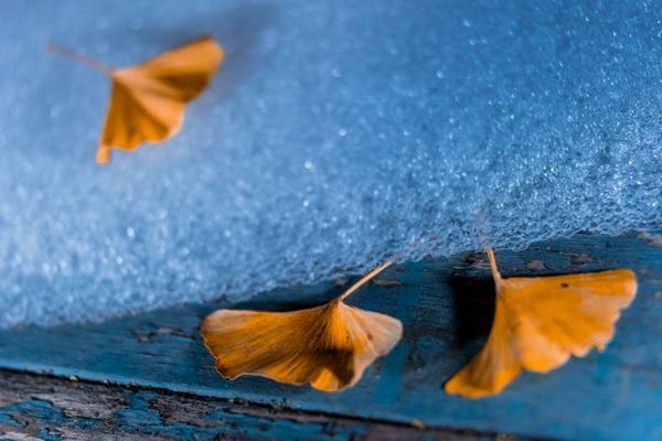 Ginko & Snow